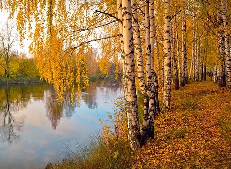 forêt de bouleaux