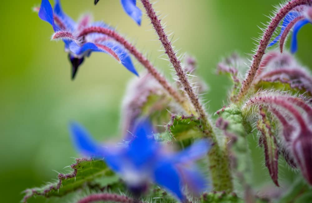 bourrache fleur