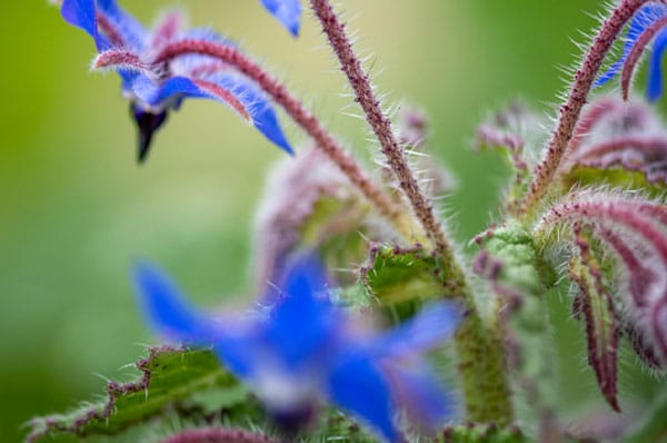 fleur de bourrache