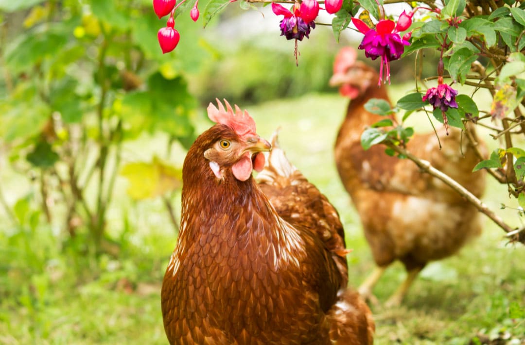 oeuf de poule