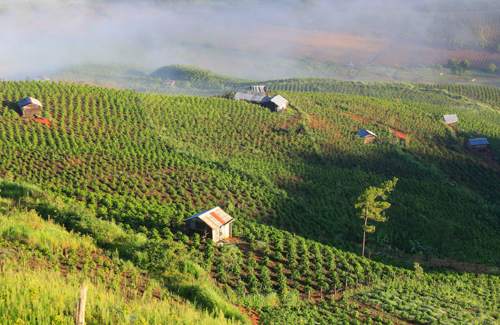 café-plantation