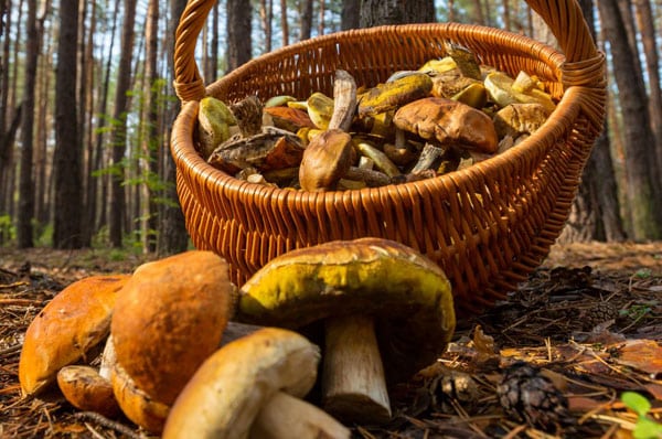 panier de champignons