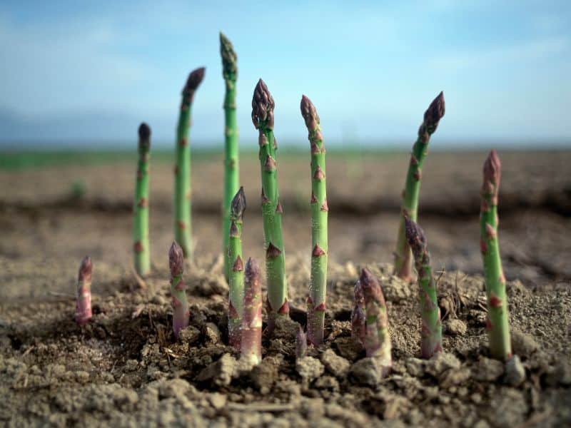 asperge verte